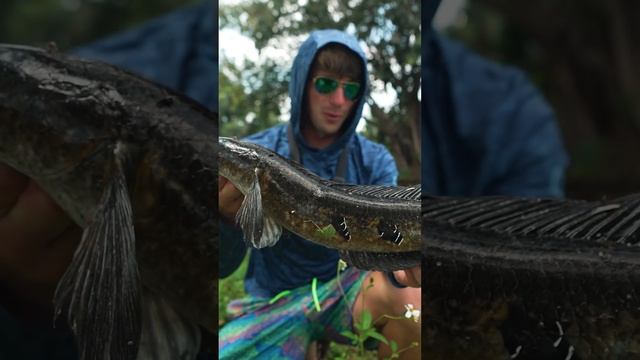 Snakeheads swimming in urban ditches #fishing #neverstoptour смотреть онлайн