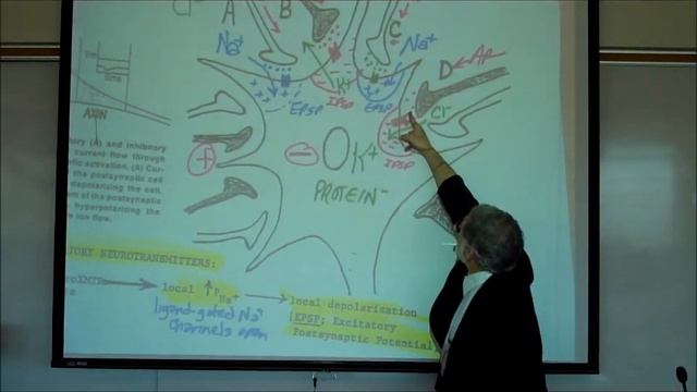 SYNAPTIC TRANSMISSION IN THE CNS; PART 1 by Professor Fink