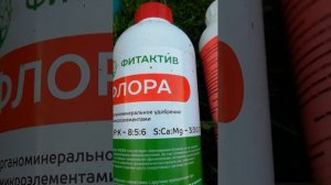 Недоразвитые бутоны на розах #розы #цветы #гармония #садоводство