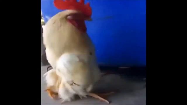 Лучшие приколы, тест на психику, 2017 смотреть онлайн