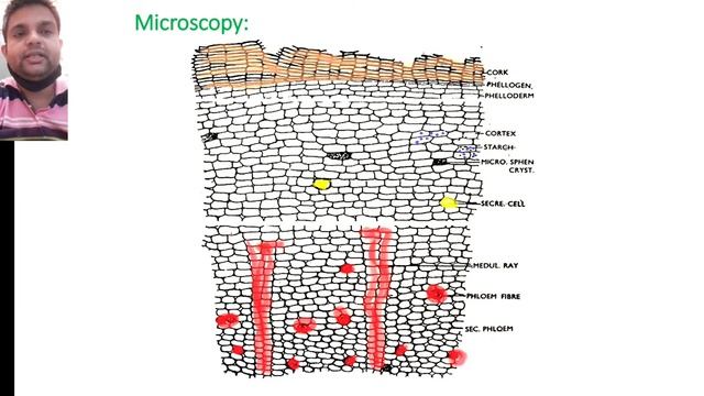 Application of Cinchona bark смотреть онлайн