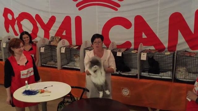 Хайленд страйт (Шотландская прямоухая длинношерстная). Выставка кошек 12-13.09.2015.