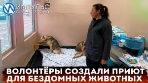 Волонтёры организовали приют для животных на производственной базе города