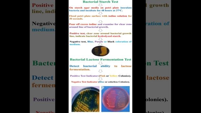 Different between Bacterial Starch Test and Bacterial Lactose Fermentation Test #geneticteacher