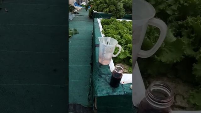 Pemberian nutrisi AB mix Melon | Eps01. #abmix #melon #hidroponik #melonhidroponik смотреть онлайн