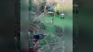 Корпорация Юмора - Забавные моменты с животными. Лучшее из 2024 года