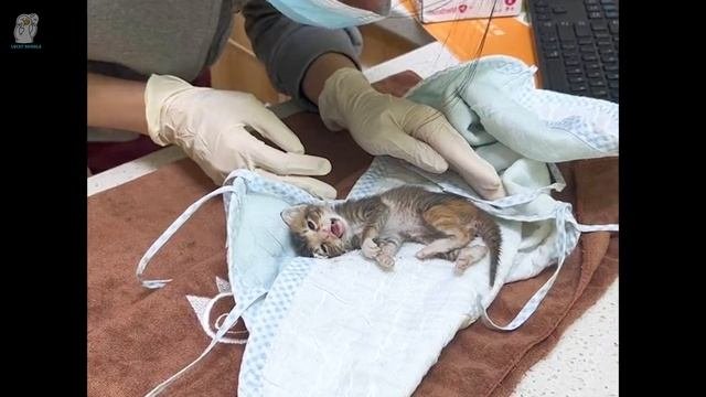Кота нашли в коме и бессознательном состоянии под полуденным солнцем, он медленно умирал