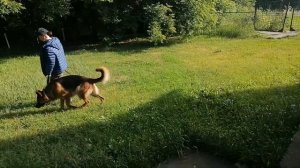Тестирование психики Т1 для допуска в разведение РКФ. Как Черемше башню проверяли