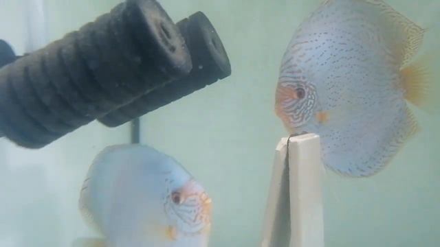 Дискусы , кобальт. смотреть онлайн