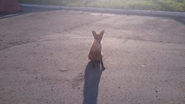 Лиса,березники=) смотреть онлайн