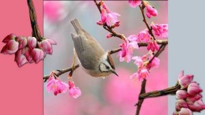 Ф.Шоу.Напевы.2