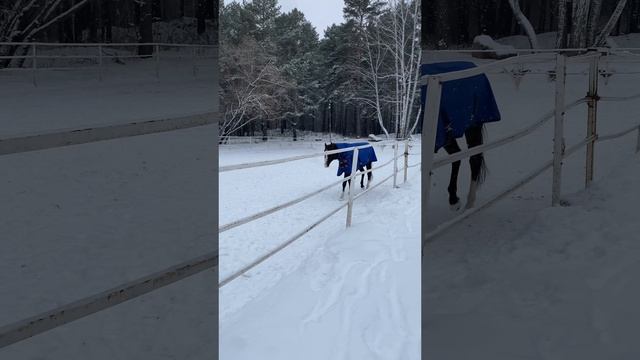 Такая зима в Сибири понравится всем, но морозы не за горами #поехалиснами #автопутешествиепороссии