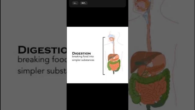 Digestive system