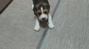 Топ, топ, - топает малыш.