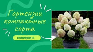 Компактные сорта гортензий