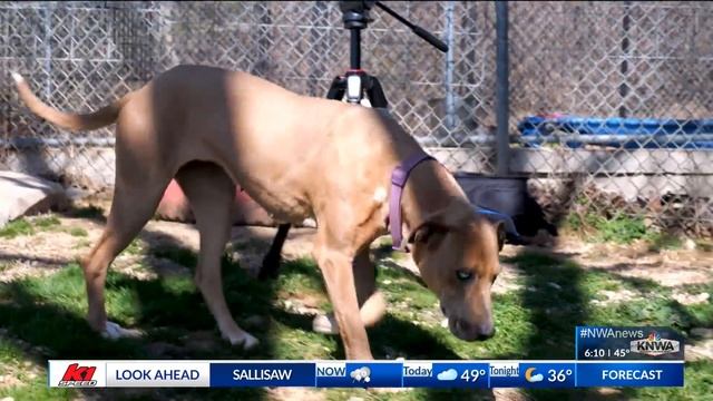 Purina Presents: Meet Rosa in Pet of the Week смотреть онлайн