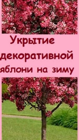 Декоративная яблоня из Крымского питомника - как она растет на Урале и как ее укрываю на зиму