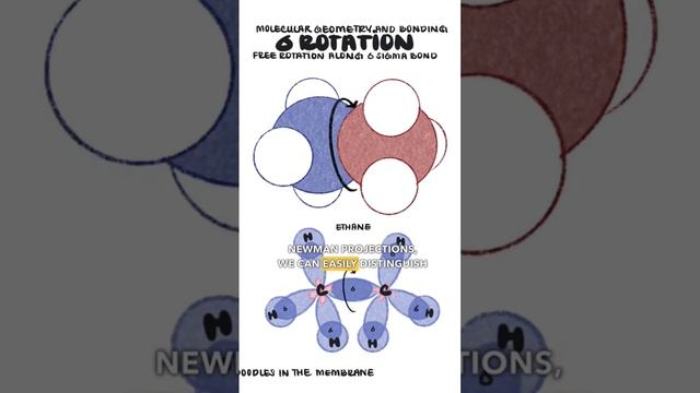 Newman Projections & Conformations of Ethane - Organic Chemistry #stemeducation #stem #chemistry