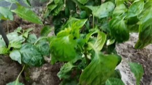 💥 Посыпала,..полила и томаты станут сладкие как сахар 😊🍅🍅🍅