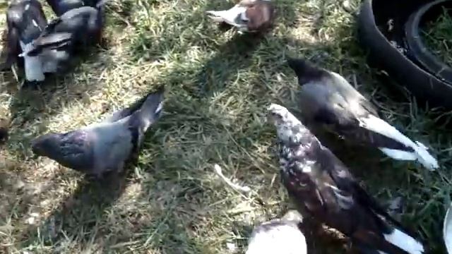 Продолжение просмотра серпатых голубей и поздравления с яблочным спасом. смотреть онлайн