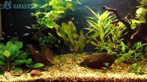 Неоны с барбусами