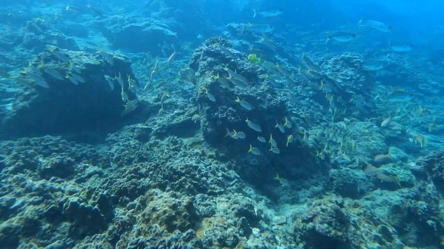 Diving at Black Rock with Maui Diving 4K: West Maui 2-Tank Dive Part 2 2024 смотреть онлайн