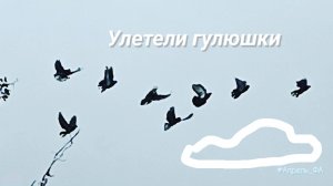 Улетели гулюшки. Один сородич припозднился