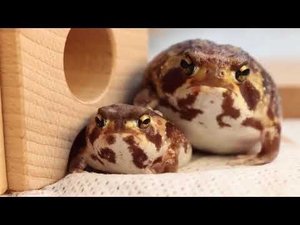 Смешные лягушки.