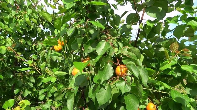 Ультраранние абрикосы КОЛОРАДО и ПРИЦИЯ на 09.06.24