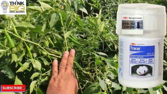 Chilli special || Dow agrosciences TRACER || మిరప పంటలో అధిక పూత & కాయలు || మిర్చి అధిక దిగుబడి కోస