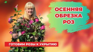 Обрезка роз осенью | Советы садоводу | Питомник растений «Росток»