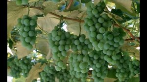 Виноградная косточка .Вахтанг Кикабидзе.