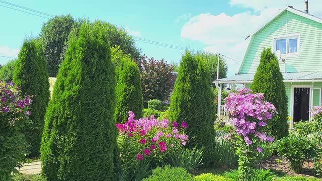Уютная дача 22 июля 2024г.🏡 Цветут Клематисы, Розы, Лилии!🌹💕