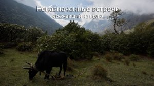 Неназначенные встречи - сбежавший на волю ... Escaped to freedom