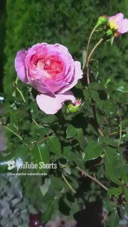 До свидания тёплый октябрь! Розы в ночи,приятные воспоминания.🌹🍁🍂🌛