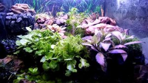 Содержание крабов Geosesarma.