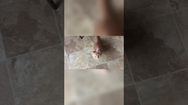 Маленький демон требует еды
