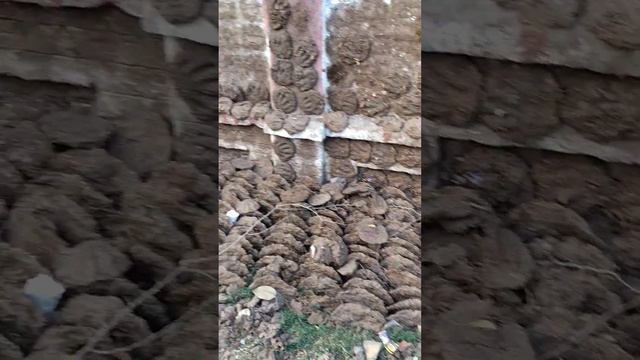 Как сушат навоз в Индии смотреть онлайн