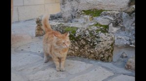 Кошки на Святой земле. Cats in the Holy Land