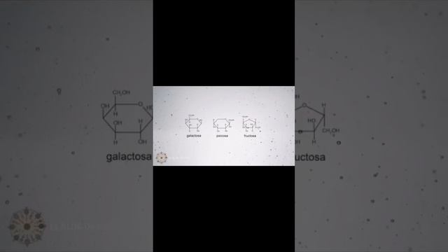 Mucho se habla de los carbohidratos pero, sabes qué son?#biology #divulgacion #carbohidratos #azuca смотреть онлайн