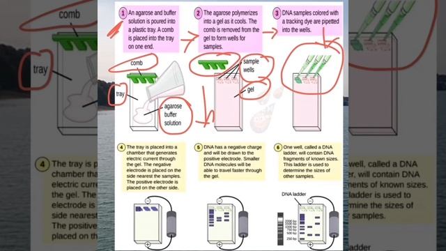 Gel Electrophoresis: Molecular Biological Tool for DNA fragments separation || Molecular Genetics