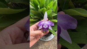 Cattleya mini... angle kiss Hoàng bình: 0914727162
