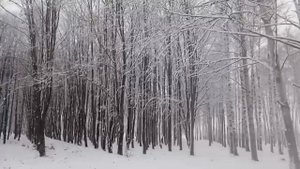 15 ноября 2024 года. Парк. Прогулка.mp4