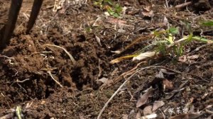 炸一锅猪皮，做几道江湖小菜【滇西小哥】