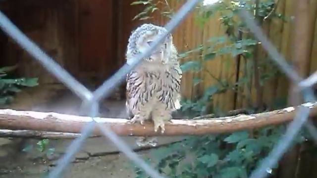 сова-позёрка смотреть онлайн