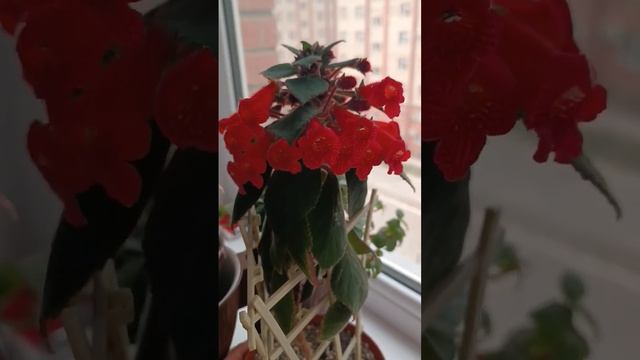 #цветок Калерия на подоконнике #комнатныерастения #цветыдома