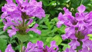 Буквица крупноцветковая (Betonica grandiflora), 7 июня 2024 г.