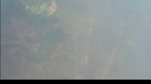 Опустил Go Pro под воду в речке