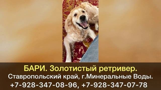 Пропала собака! БАРИ. Золотистый ретривер. Ставропольский край, г.Минеральные Воды.