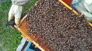 15.05. Обзор отводков на РОЕВЫХ🐝🐝🐝🐝Маточниках.